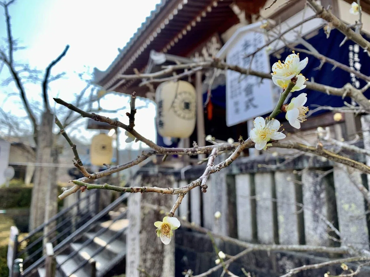 日本の伝統工芸品と伝統文様「梅の花」｜Little＋