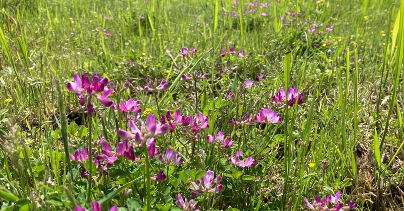 なんだか気になる草よ「まこも」