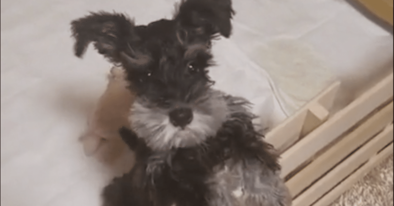 家の中の犬のマーキング防止を考える Ask Note 家の中の犬のマーキング防止を考える Ask Note