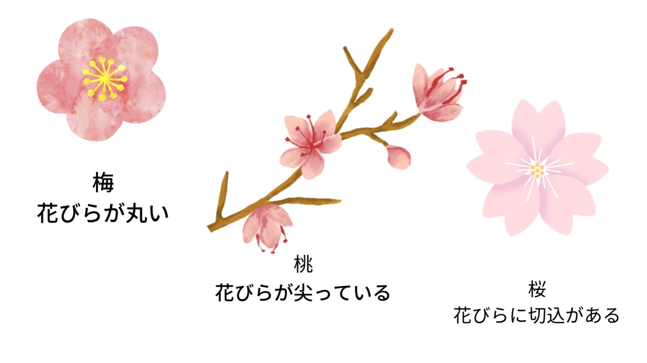 日本の伝統工芸品と伝統文様「梅の花」｜Little＋