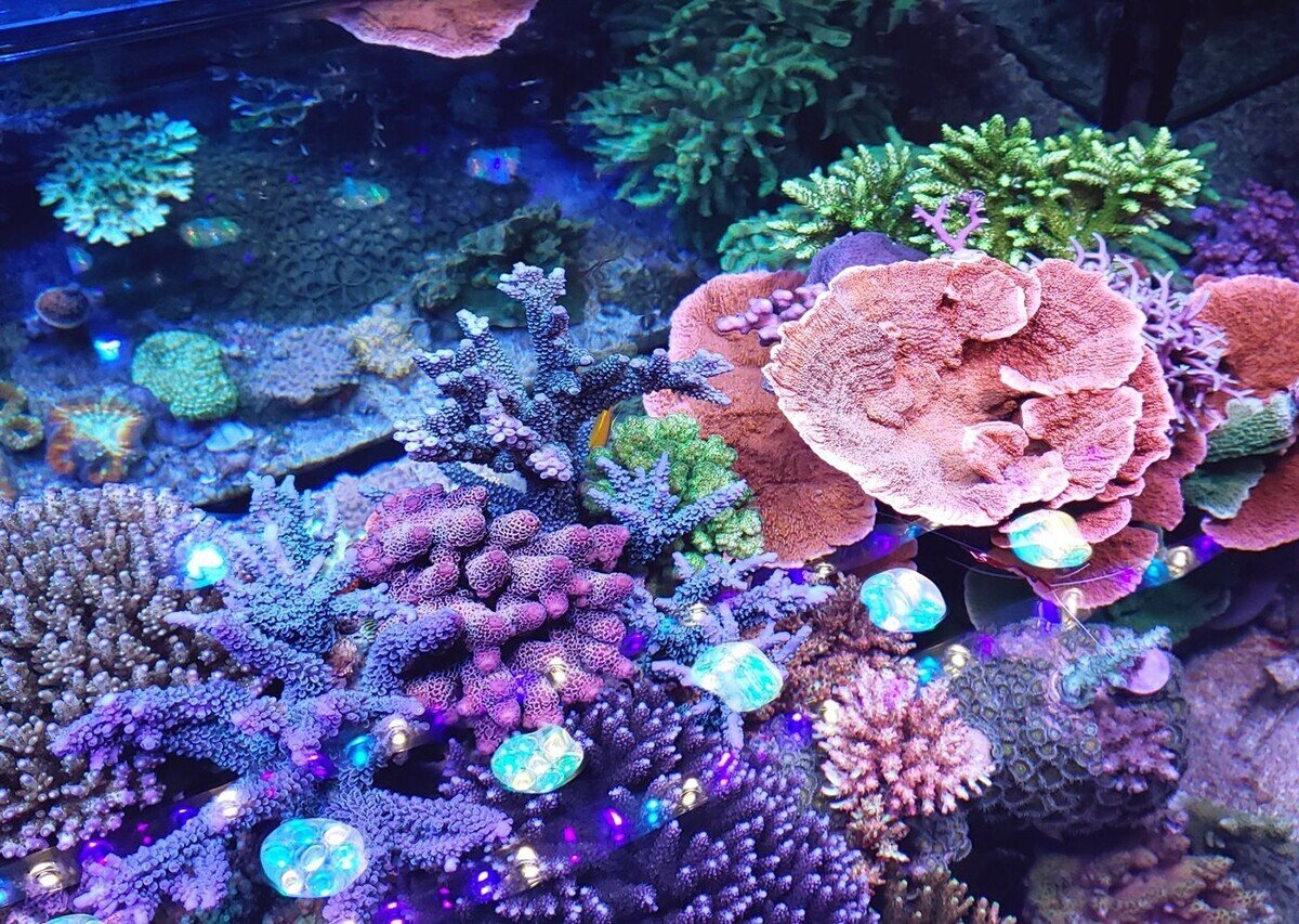 サンゴとはなにか？ 海の中を彩り、幻想的な世界を創り出す