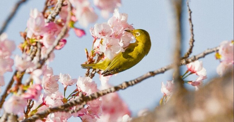 春を探してフォト散歩