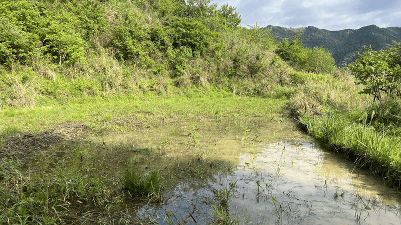 湿地化したA水田