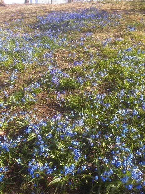 スプリング エフェメラル春の妖精たちがやっと姿を見せた 長い長い冬の間地下で春を待ち 地面を這うように花を咲かせる 儚いようで生命力を感じさせる春植物 絨毯のようにびっしりと咲いている様子は圧巻で上に寝 森野 しゑに Note