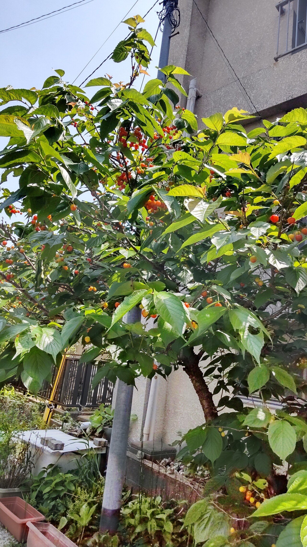 庭のさくらんぼが赤く色づいた さくらんぼが実る季節が１番好き 寒くないから 蚊が少ないから 蝶や蜂やゲジゲジがいないから さくらんぼ の甘酸っぱい味が幼さを感じさせるから さくらんぼの季節はすごく短くて一 渡邊 加奈子 Note