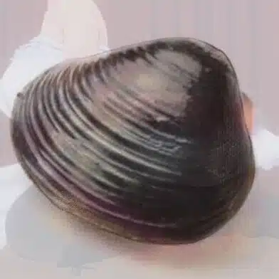 あおぞらしじみ