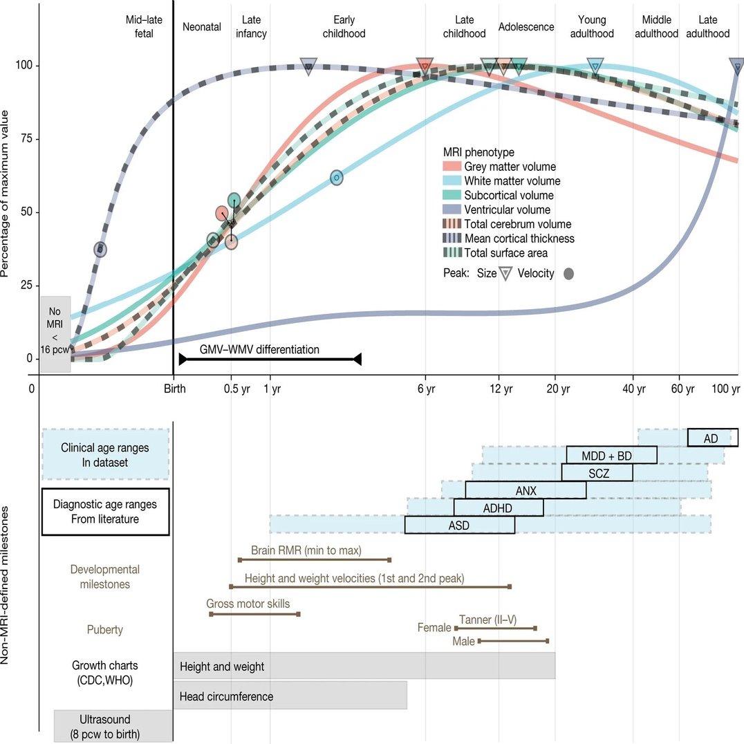 The Brain Chart。生前〜100歳までの脳成長曲線｜Super Human | 理学療法士／保健学博士 Ph.D.