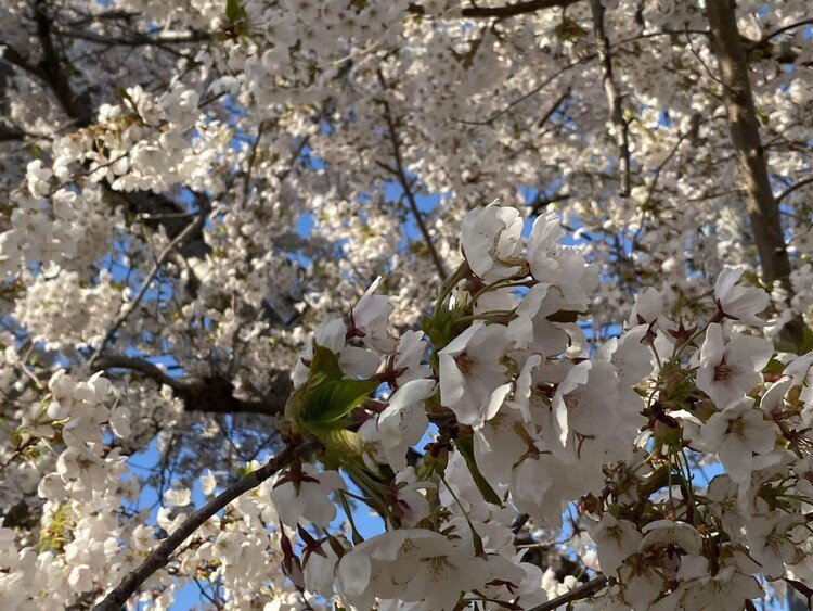新川通りの桜