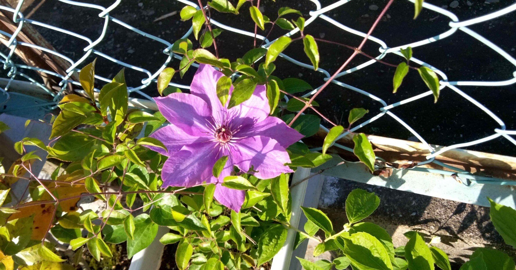 俳句 鉄線花 茶道教授の独り言 Note