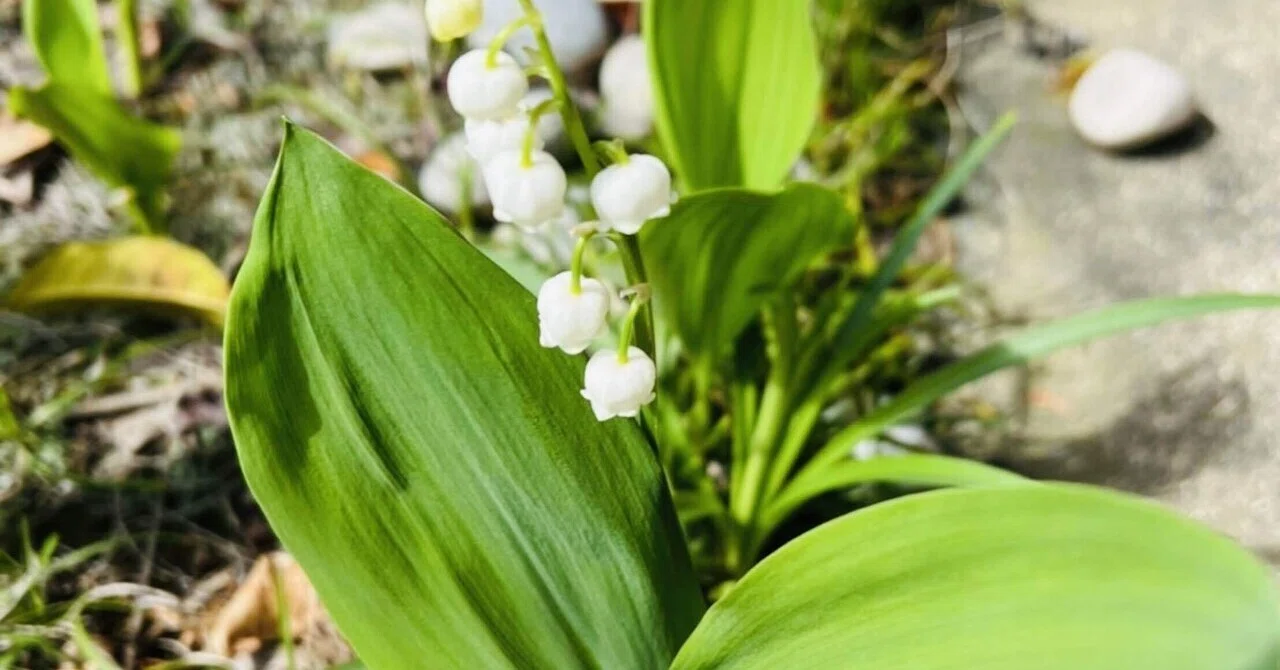 5月1日は すずらんの日 幸せを運ぶ花 いろろ Note