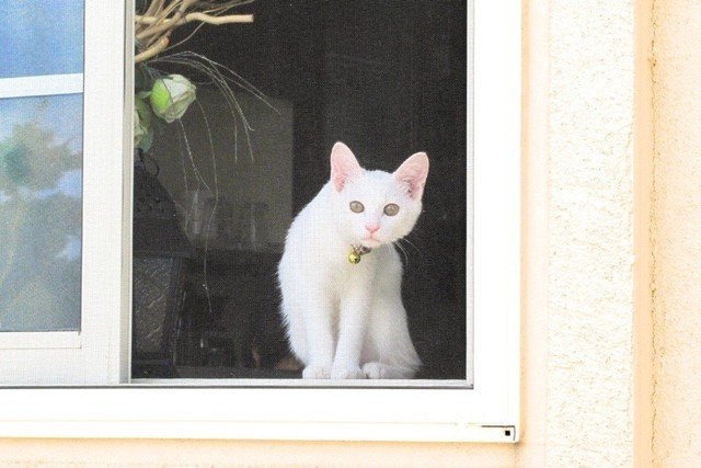 ↓のオムライスのお店にいたきれいな猫。ひとなつっこくて可愛い！