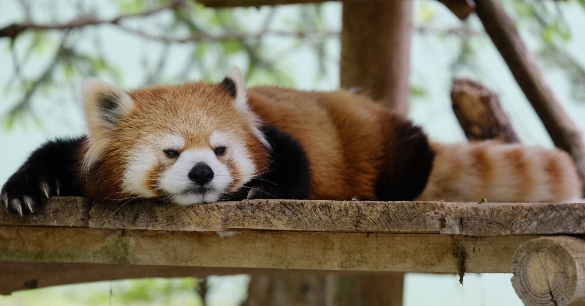 レッサーパンダと他動物種との混合展示 ふもと Note レッサーパンダと他動物種との混合展示 ふもと Note