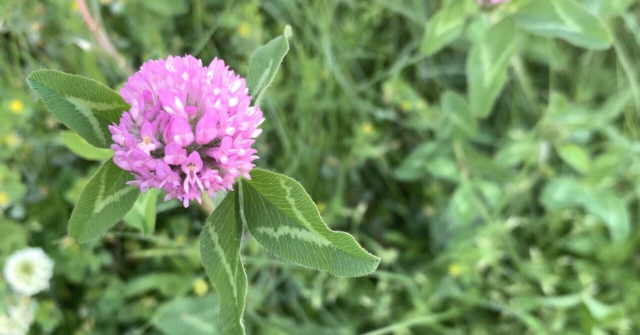 ピンクの丸い花がかわいい アカツメクサ くろだやよい Note ピンクの丸い花がかわいい アカツメクサ くろだやよい Note
