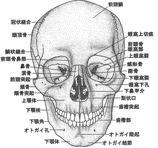 骨編 頭部 にしかわ Note