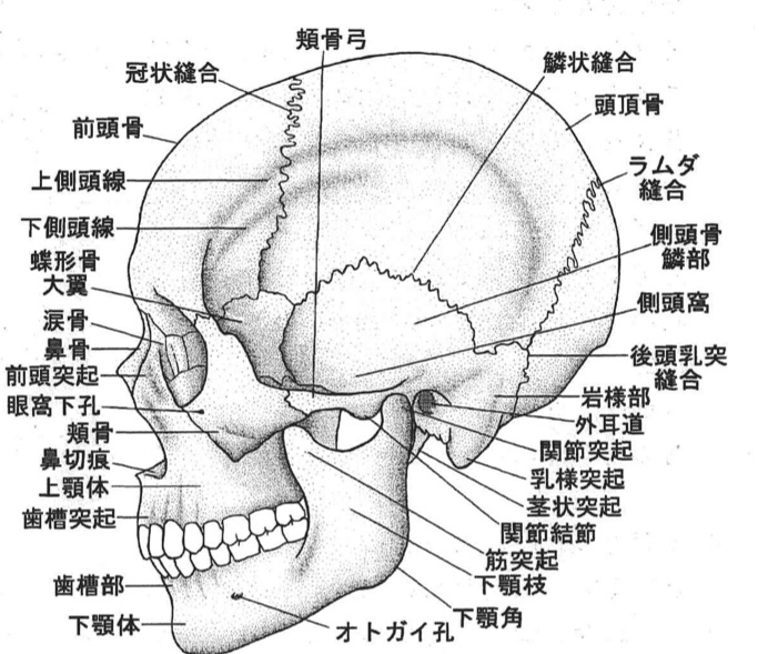 骨編 頭部 にしかわ Note
