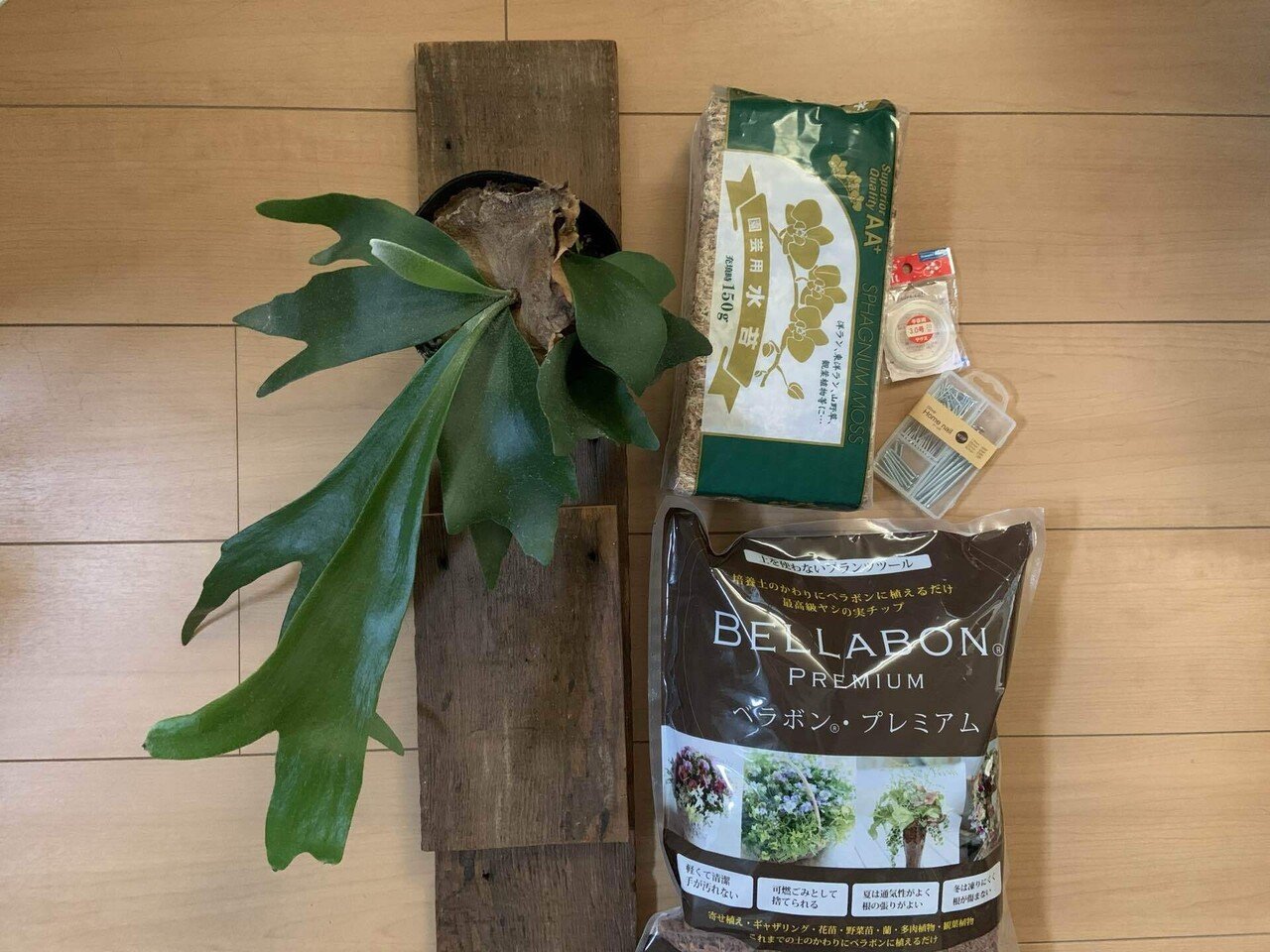 六角板付け♡ビカクシダオリジナルスポア株 園芸ネット本店｜ビカクシダ：ミックススポア（willinckii Paul Webber