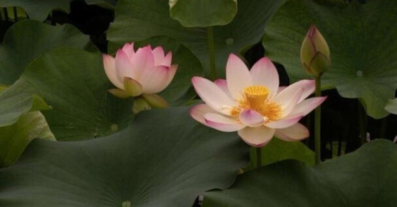 人生の花 名言 名文 英語対訳 22 05 Mikky Note