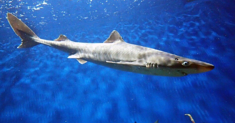 b30da4b64d2c0ce926e7791bdbde37