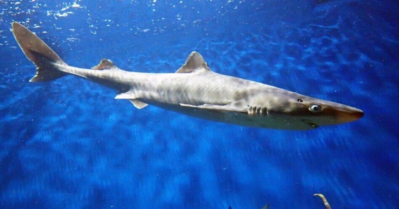 深海クッキング「未公開」レポート｜仙台うみの杜水族館