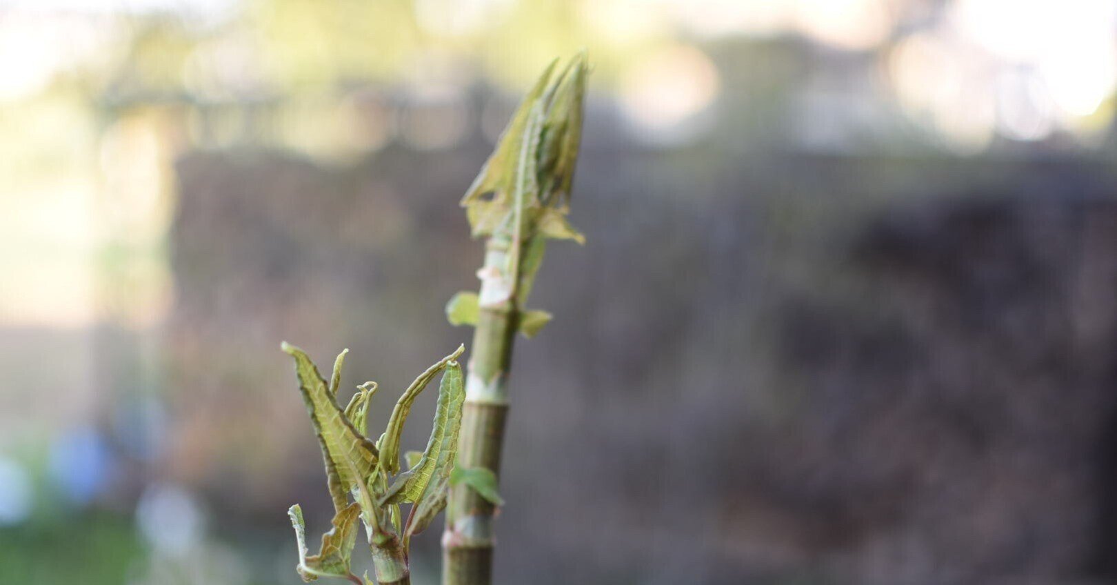 イタドリのけだしは慎重にしっかりと Yobishi Note イタドリのけだしは慎重にしっかりと Yobishi Note