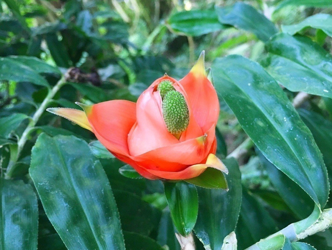 京都府立植物園の温室 きつね Note 京都府立植物園の温室 きつね Note