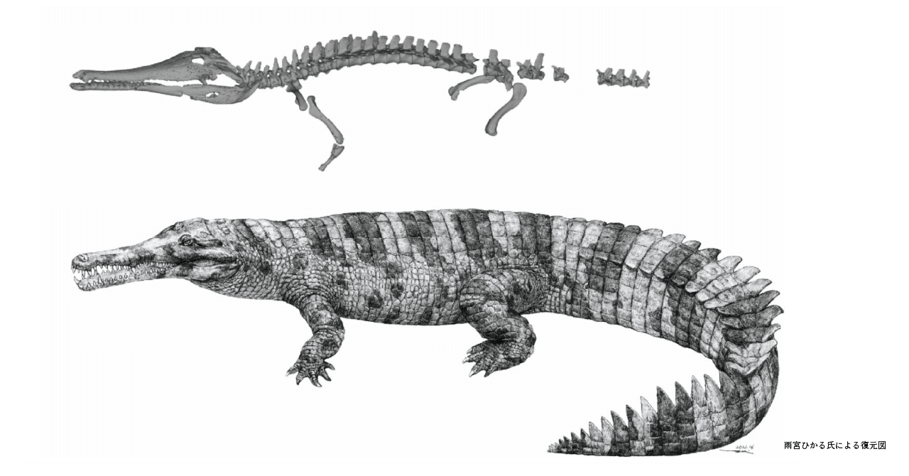 56 人と共存の古代ワニ 絶滅は人が原因 名古屋大学学術研究 産学官連携推進本部 Note 56 人と共存の古代ワニ 絶滅は人が原因 名古屋大学学術研究 産学官連携推進本部 Note
