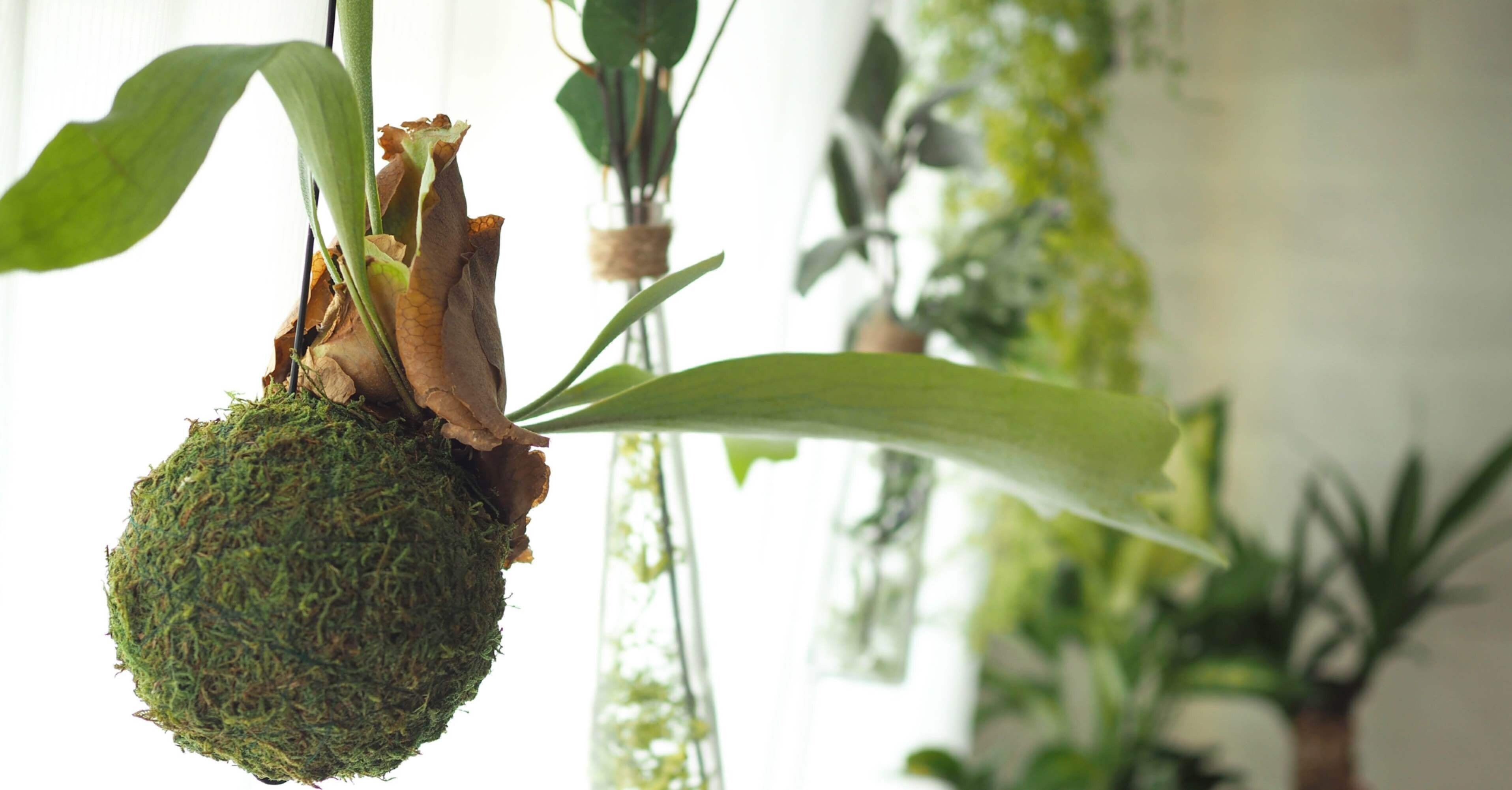 ビカクシダの板付けをしよう｜ちえぞー