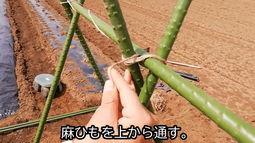 トマト 風で倒れない支柱の立て方をご紹介 井上寅雄農園 井上隆太朗 Note トマト 風で倒れない支柱の立て方をご紹介 井上寅雄農園 井上隆太朗 Note