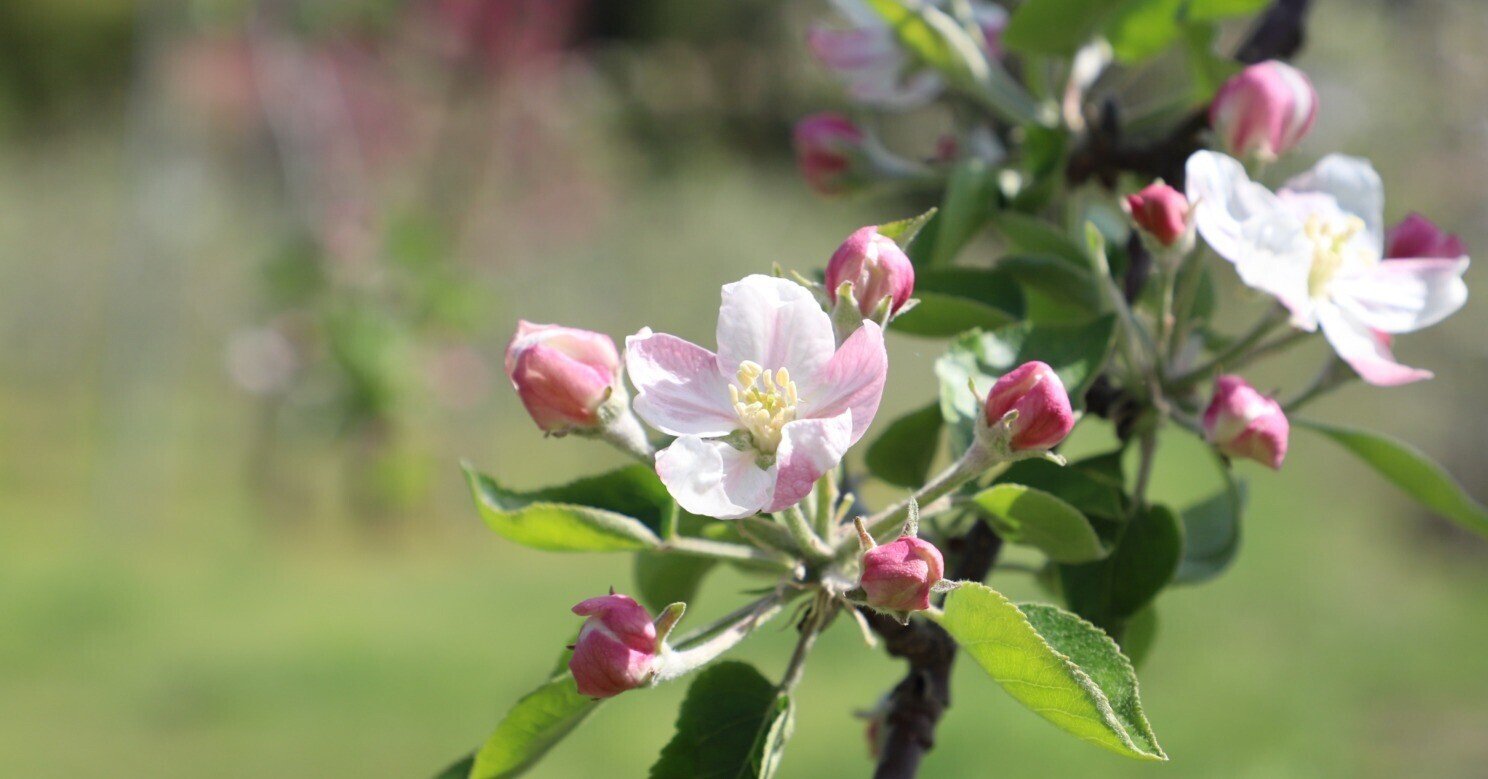 4 りんごの花が咲きました jaいわて中央 公式 Note 4 りんごの花が咲きました jaいわて中央 公式 Note