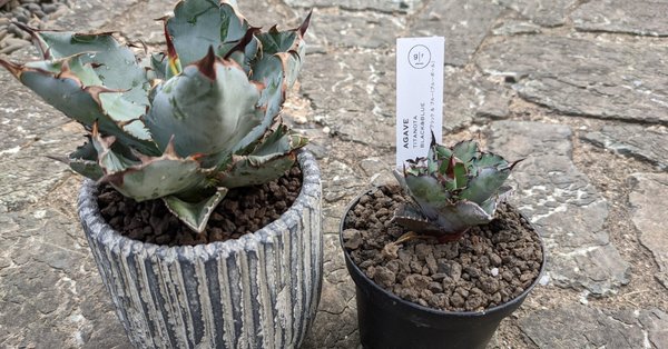 アガベ｜うめすけ / 多肉植物歴1年。｜note