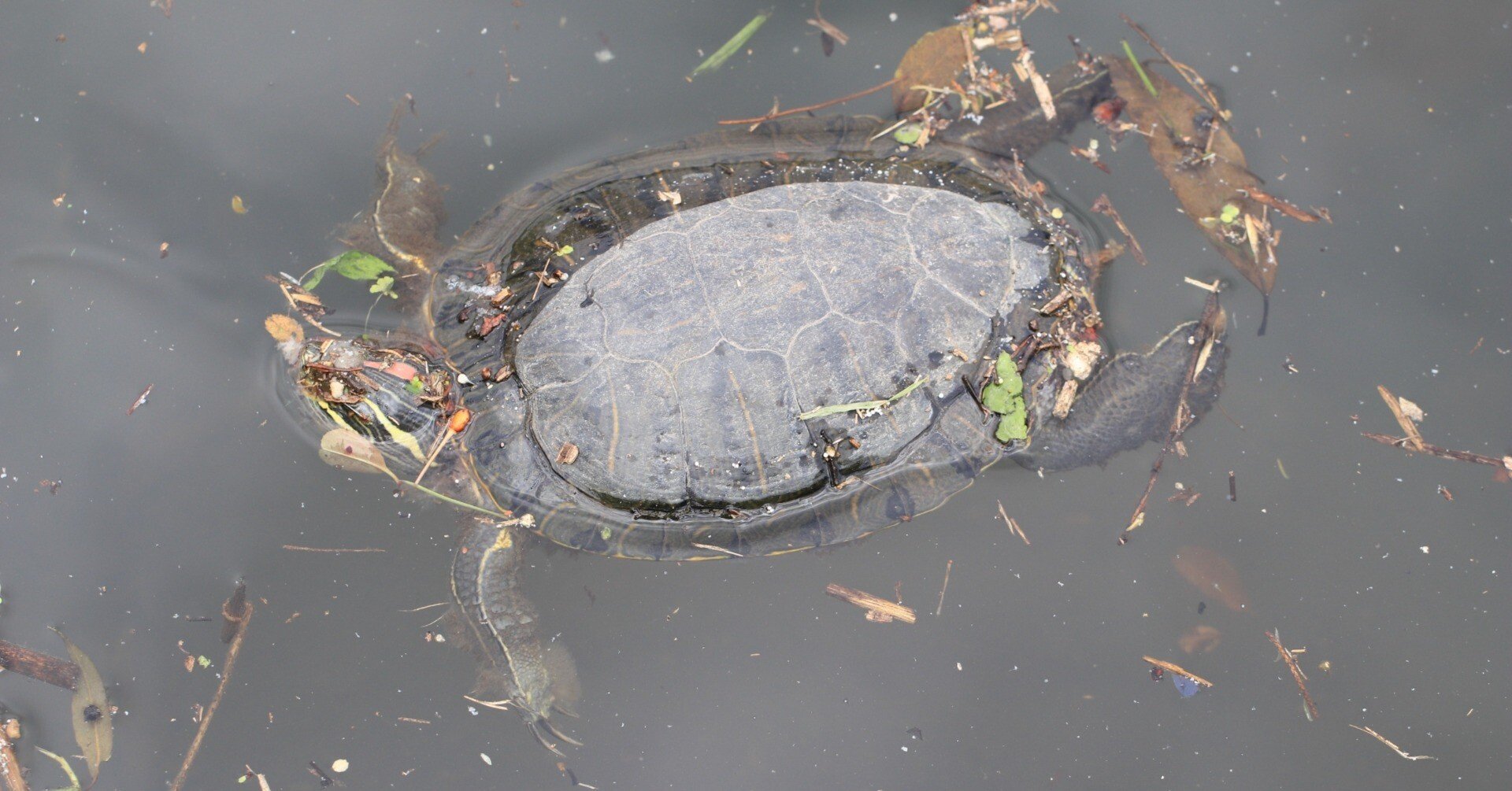 天敵のいない外来種アカミミガメも野外では意外と死んでいます 翔一 Note