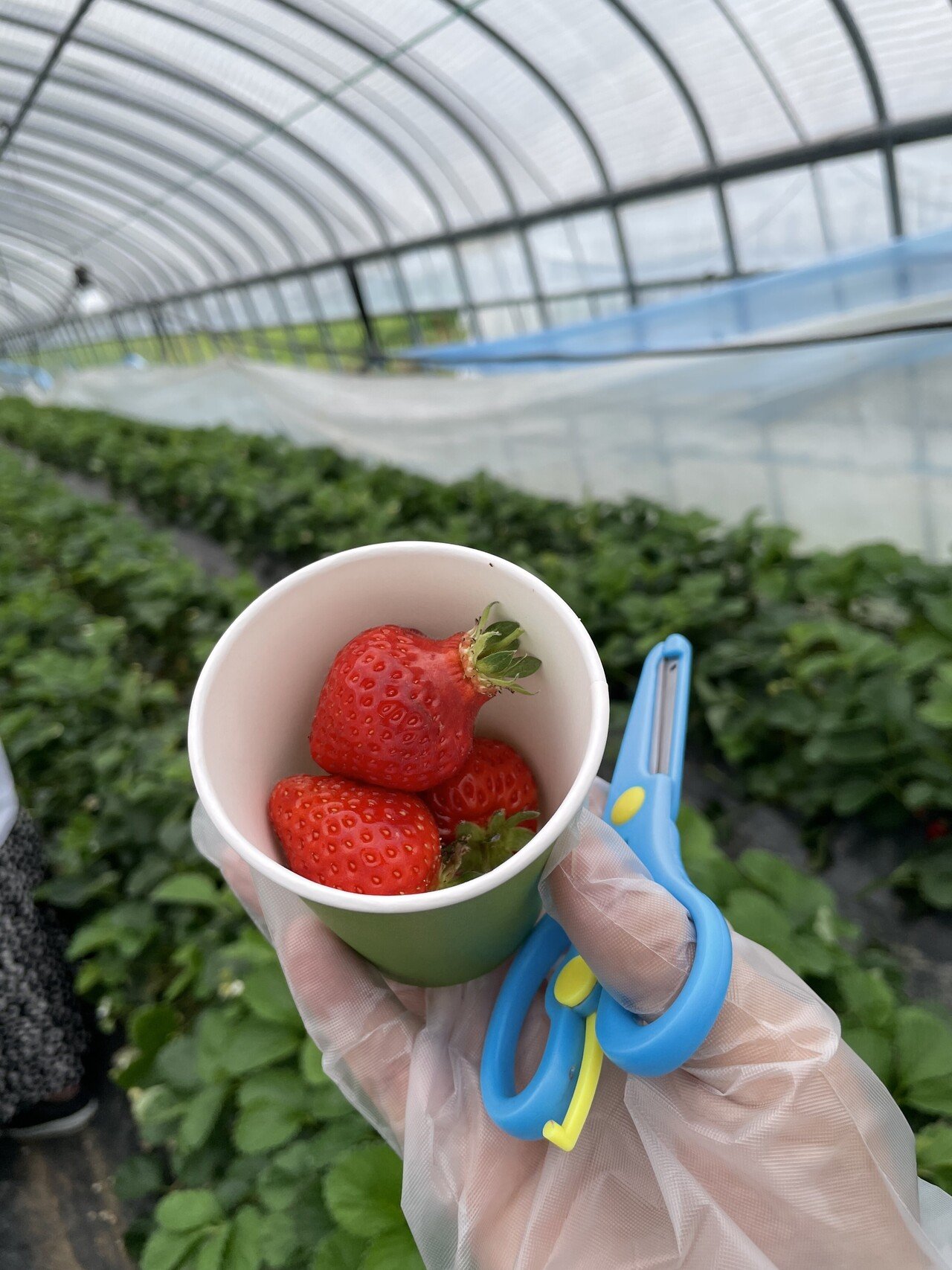 糸島でイチゴ狩り あまおうよりも 紅ほっぺ派 Okada Tsuri Note