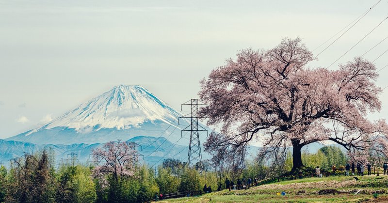 撮影レポ / 山梨県韮崎市わに塚の桜を撮りに行ってみた。