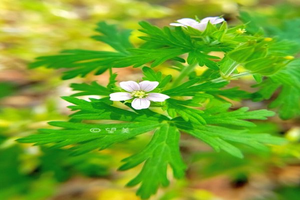 花言葉は変わらぬ信頼 の新着タグ記事一覧 Note つくる つながる とどける