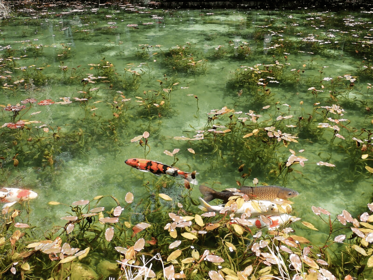 SNSで話題の「モネの池」の真の実力は永遠に分からないのではないか