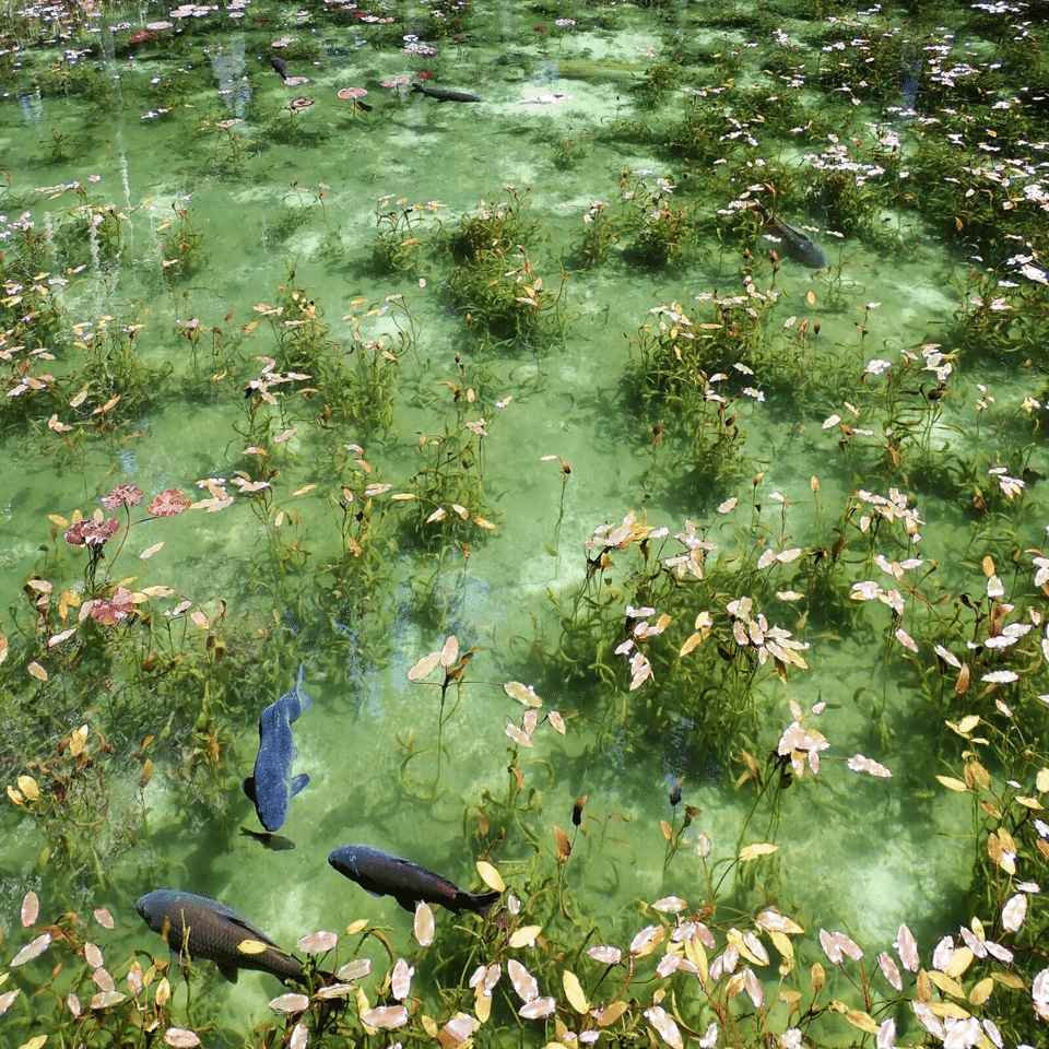 SNSで話題の「モネの池」の真の実力は永遠に分からないのではないか