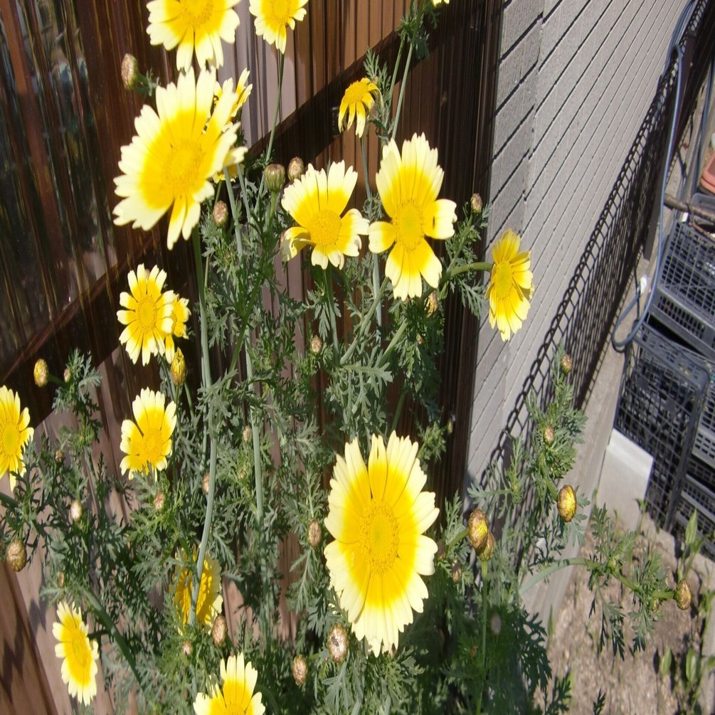 春菊の花 はっぴーそら Happysora Note