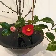 marippe
