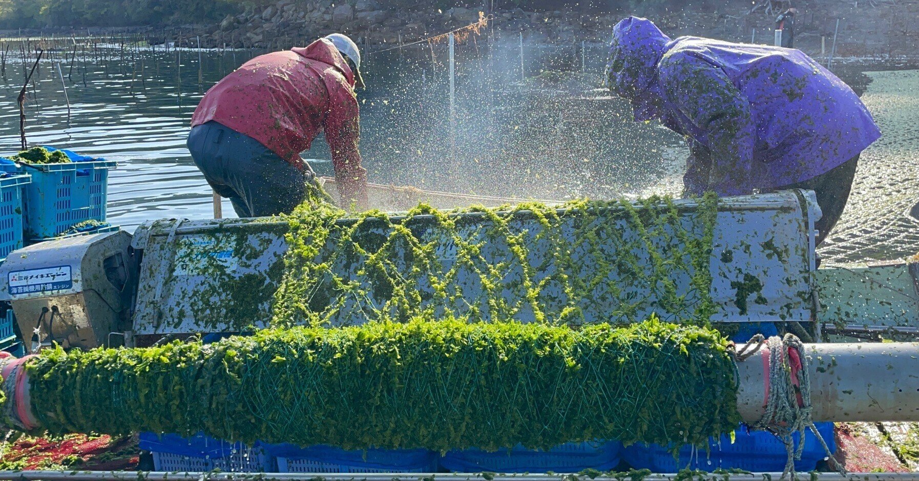 あおさ漁に潜入 激しい あおさしぶき を浴びる収穫から 出荷までの流れを体験 おがたきりこ 旅するフリーライター Note あおさ漁に潜入 激しい あおさしぶき を浴びる収穫から 出荷までの流れを体験 おがたきりこ 旅するフリーライター Note