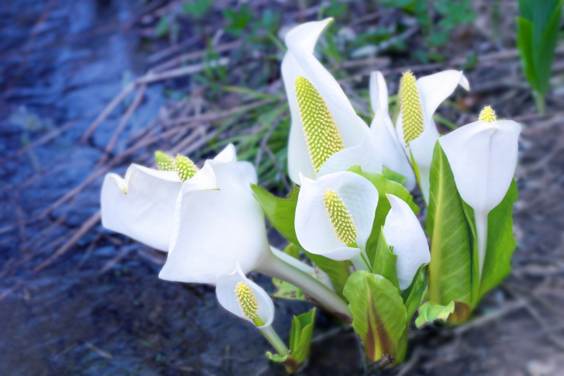 5月3日の誕生花は水芭蕉 の新着タグ記事一覧 Note つくる つながる とどける