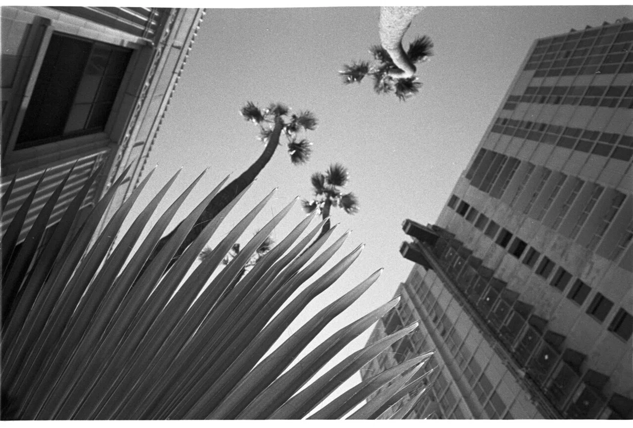 KODAK Tri-XとILFORD HP5+ ＜週末自家現像＞｜MOJA MOJA