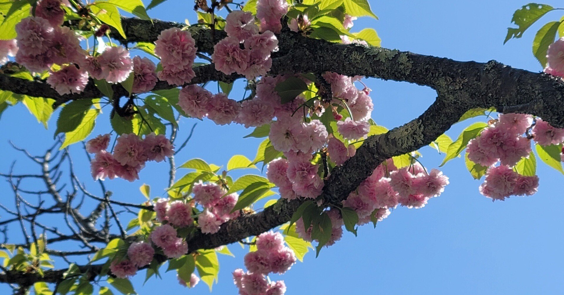 車中泊で 桜と日本一周 44県目 埼玉編 大いなる秩父の自然のめぐみに感謝 地球へ途中下車夫婦 根津眞澄 妻 オット Note