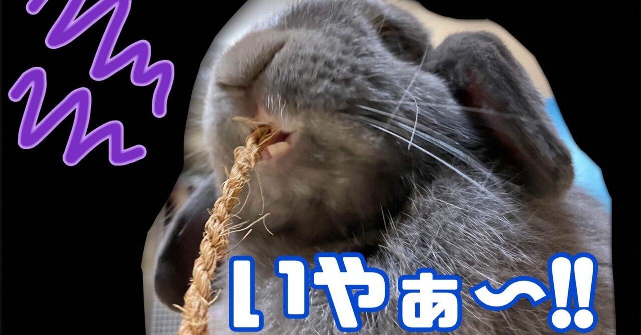 強制給餌について、お勉強。｜げーらびーず