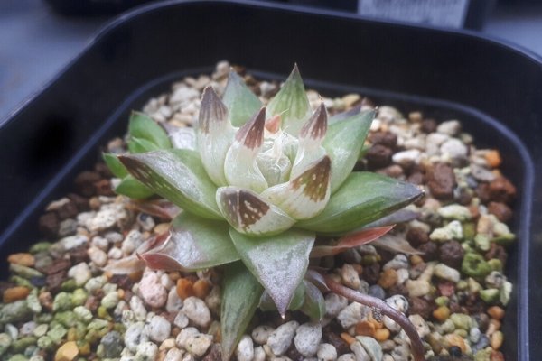 葉焼け の新着タグ記事一覧 Note つくる つながる とどける 葉焼け の新着タグ記事一覧 Note つくる つながる とどける