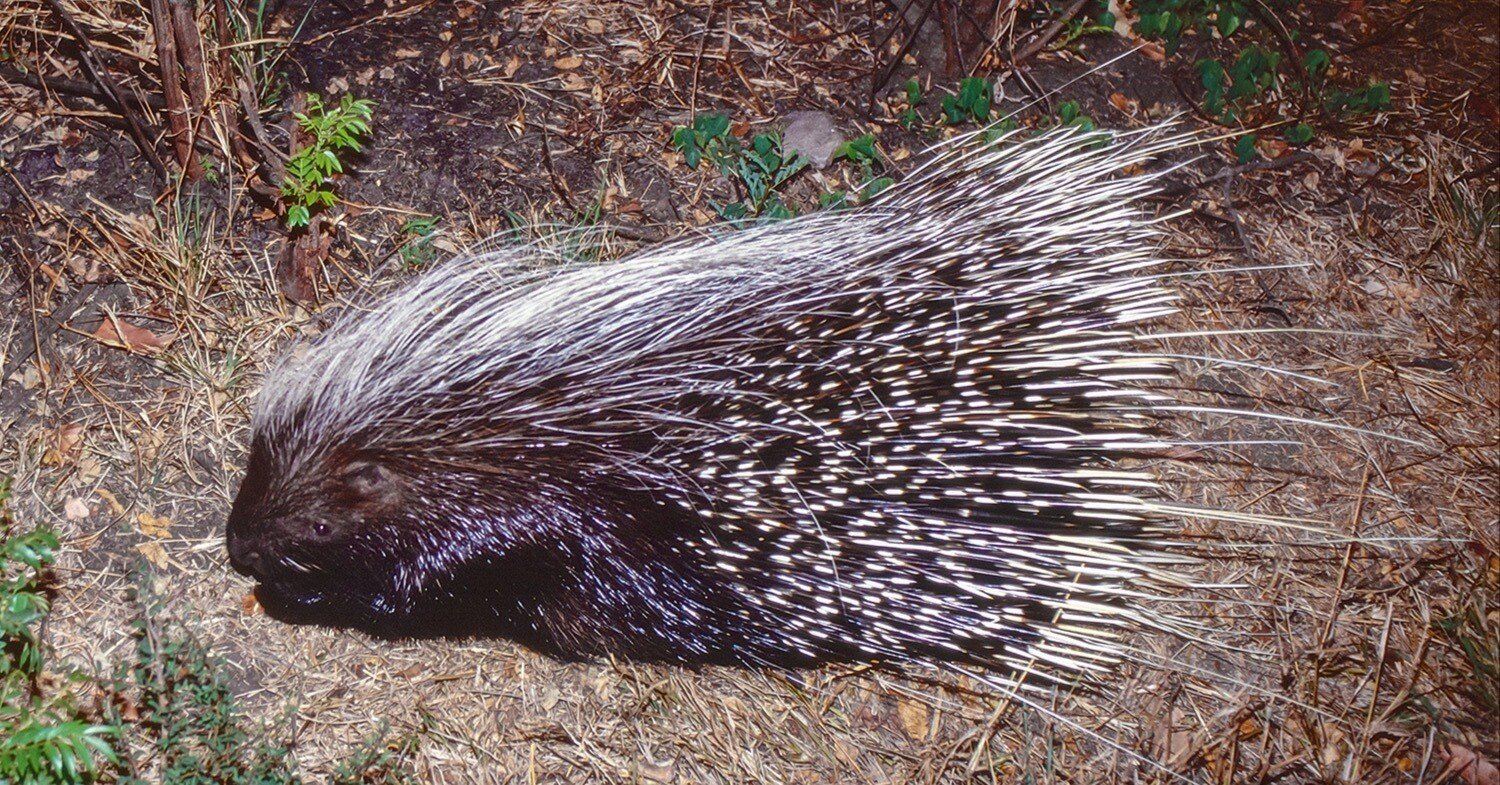 44692ce807b789755c23c2a71b3a6f