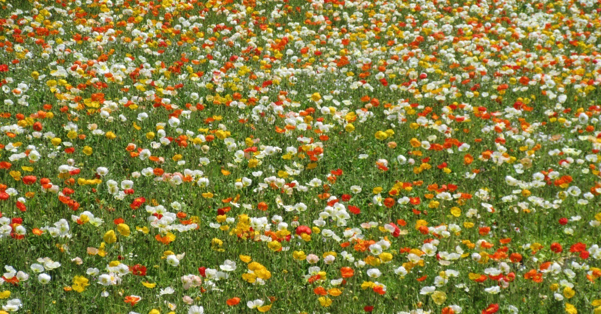 この時期はやっぱり世羅 香山ラベンダーの丘 橘たかし 毎日更新 渦 プロジェクト少しずつでも上昇中 Web2 19 Note この時期はやっぱり世羅 香山ラベンダーの丘 橘たかし 毎日更新 渦 プロジェクト少しずつでも上昇中 Web2 19 Note