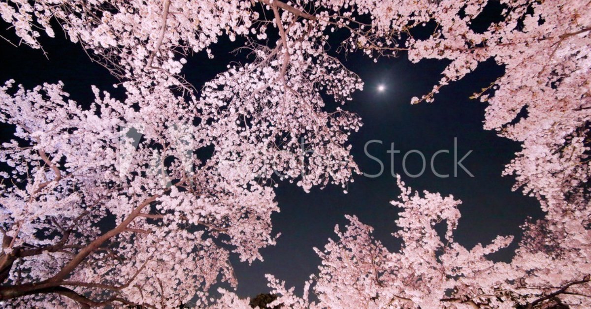 AdobeStock_82087581_Preview夜桜_
