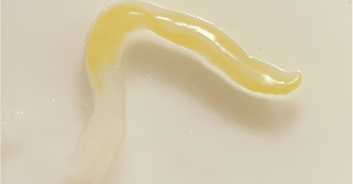 カツオの吸虫｜さかなとムシの研究所