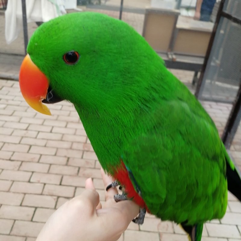 富士花鳥園に遊びに行ってくる 白イタチ Note 富士花鳥園に遊びに行ってくる 白イタチ Note