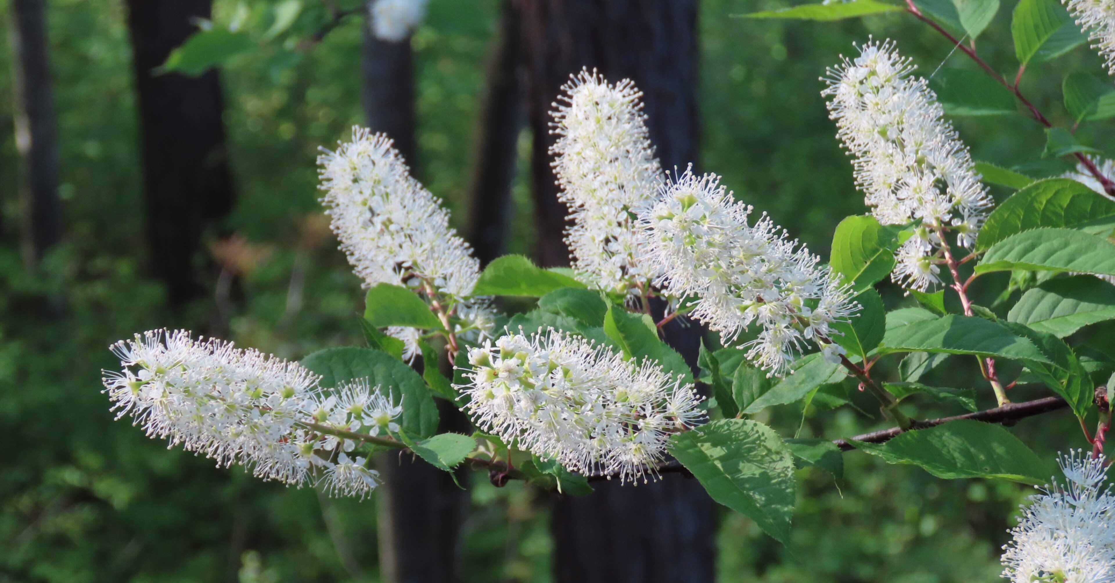 40 山採り ウワミズザクラ 40 山採り ウワミズザクラ